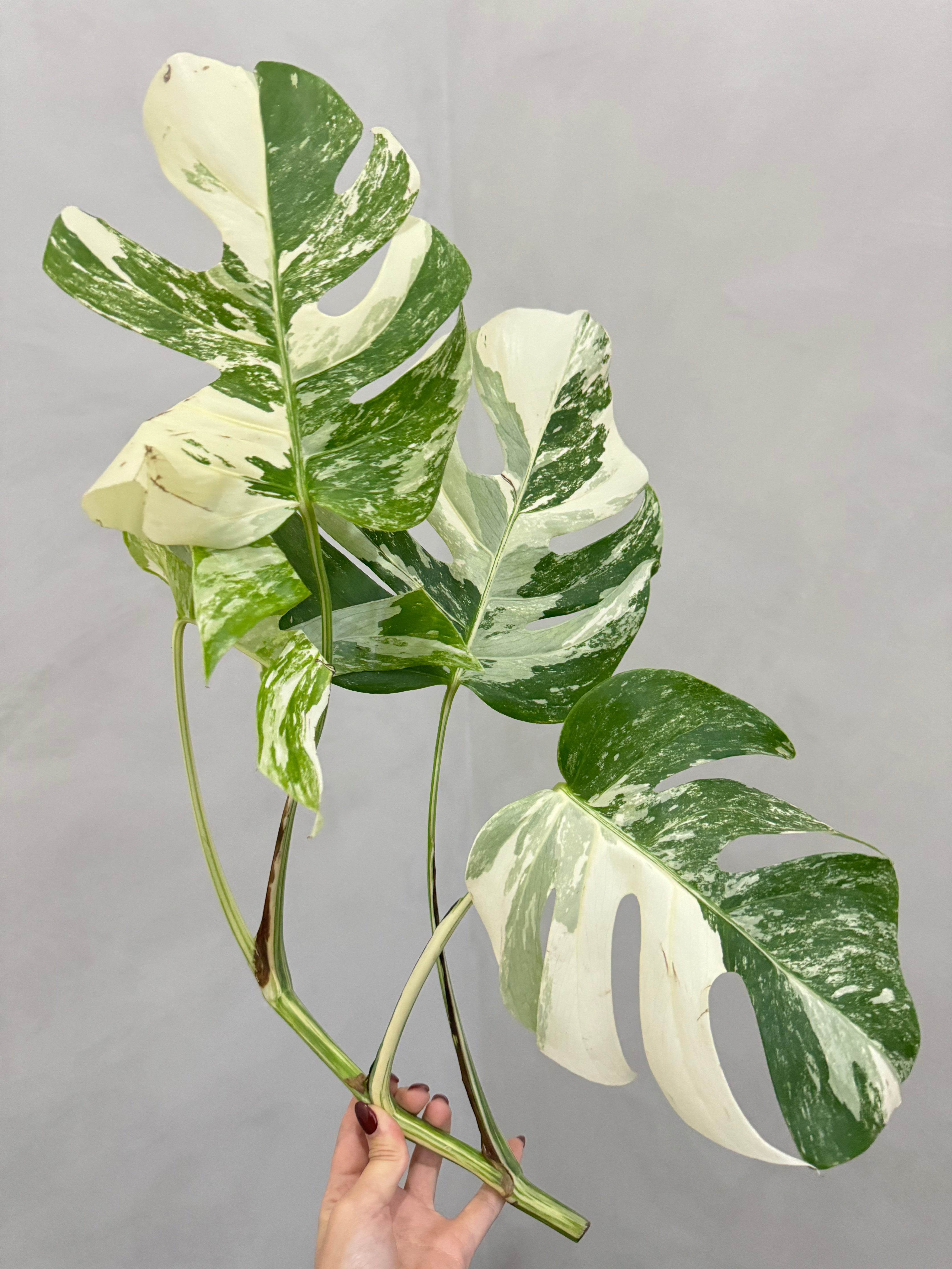 Monstera albo offers variegated