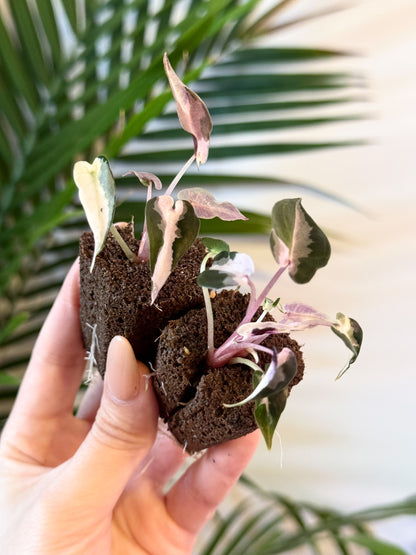 Alocasia Bambino Variegated