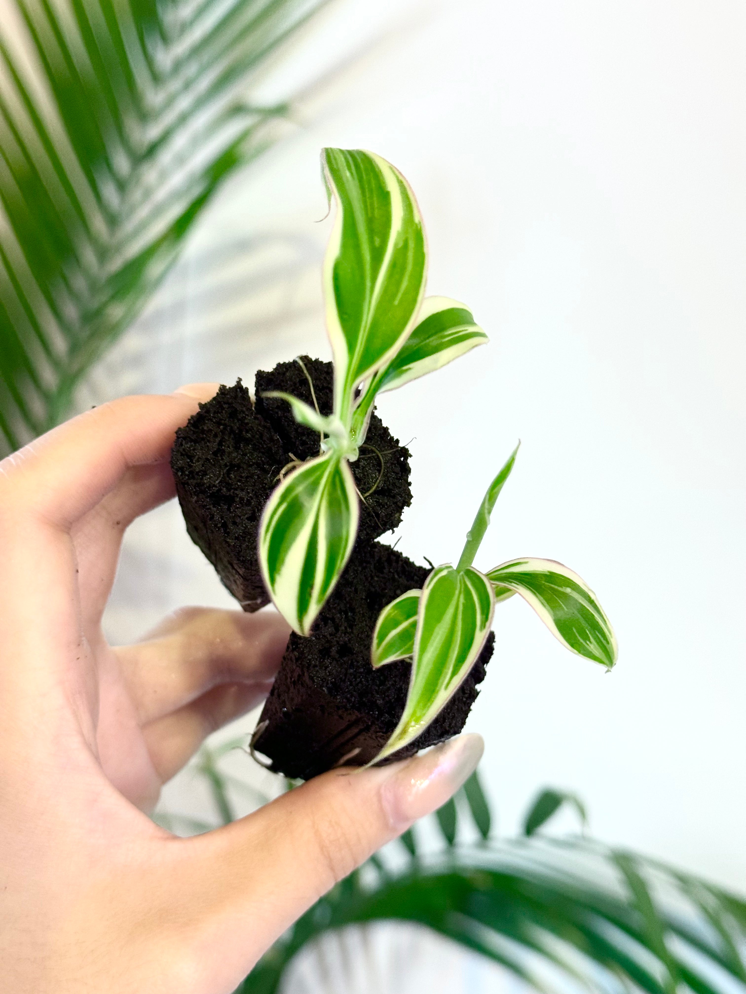 Musa Nono Variegated Banana Tree Starter Plant