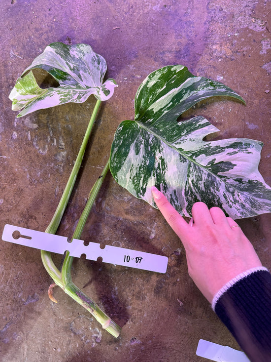 Monstera Albo with water root 