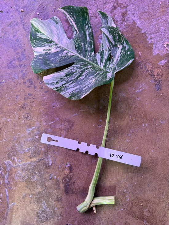 Monstera Albo with water root 