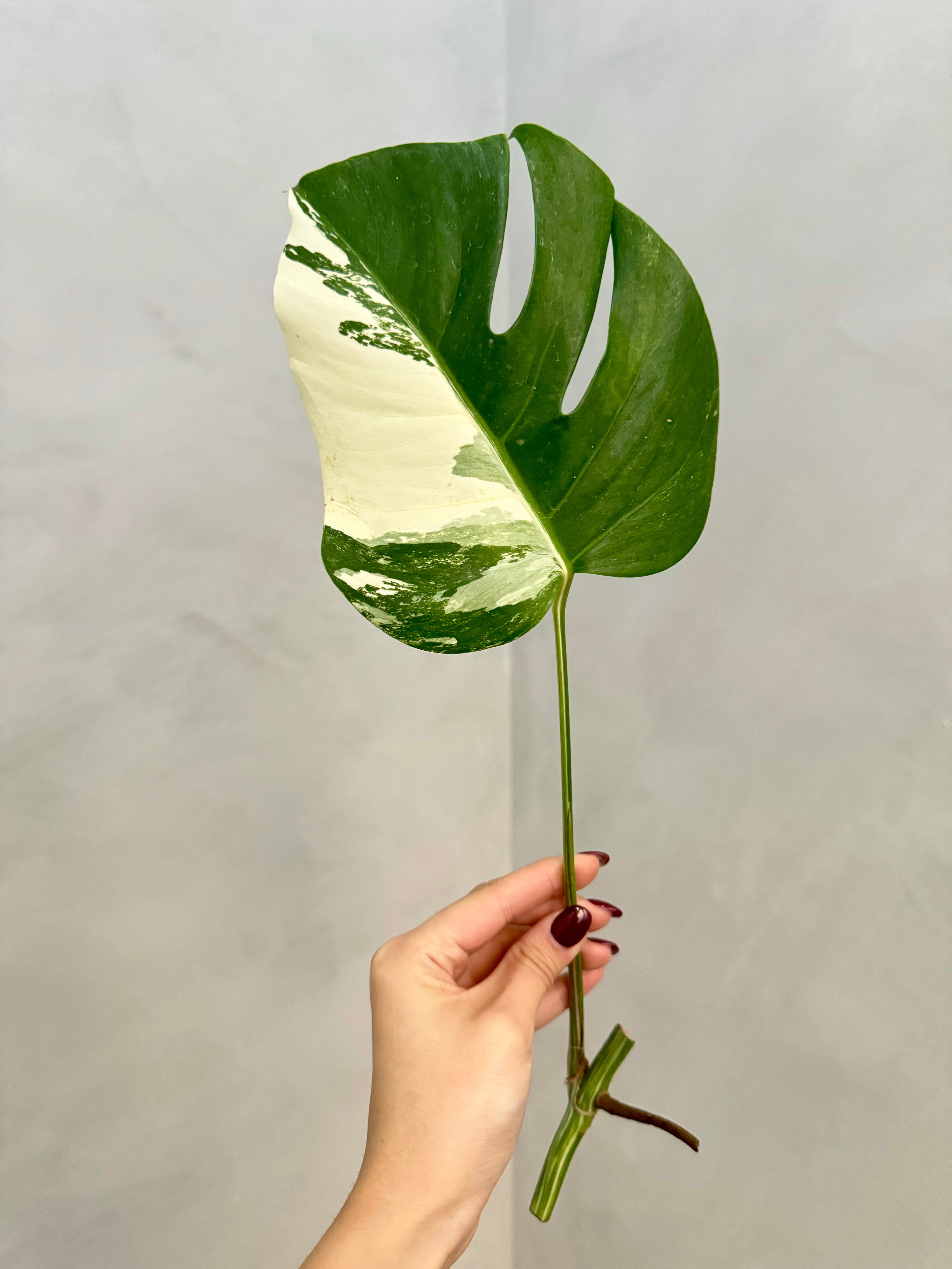 Monstera Albo Borsigiana Variegata Cutting (Grower’s Choice)