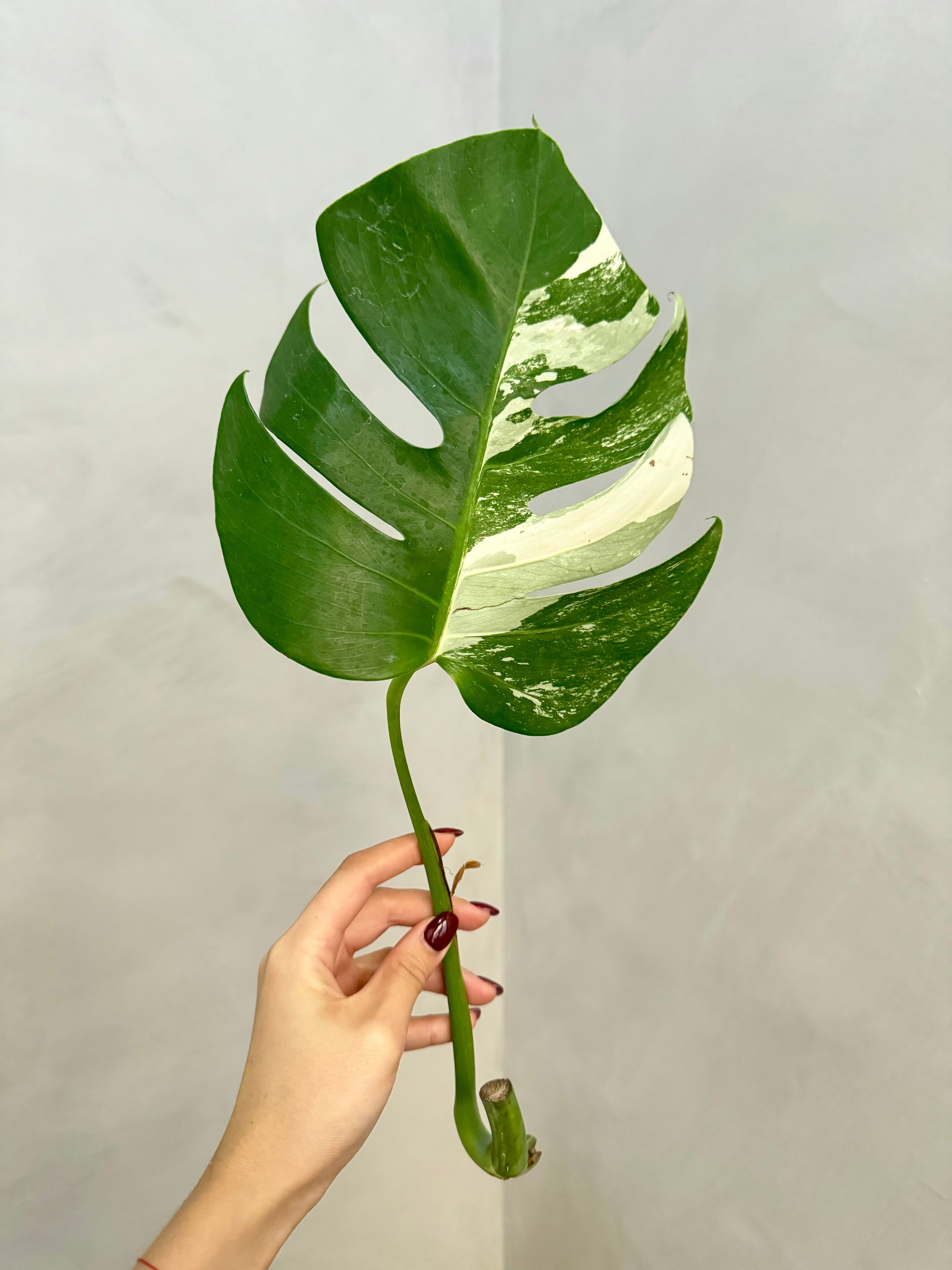 Monstera Albo Borsigiana Variegata Cutting (Grower’s Choice)