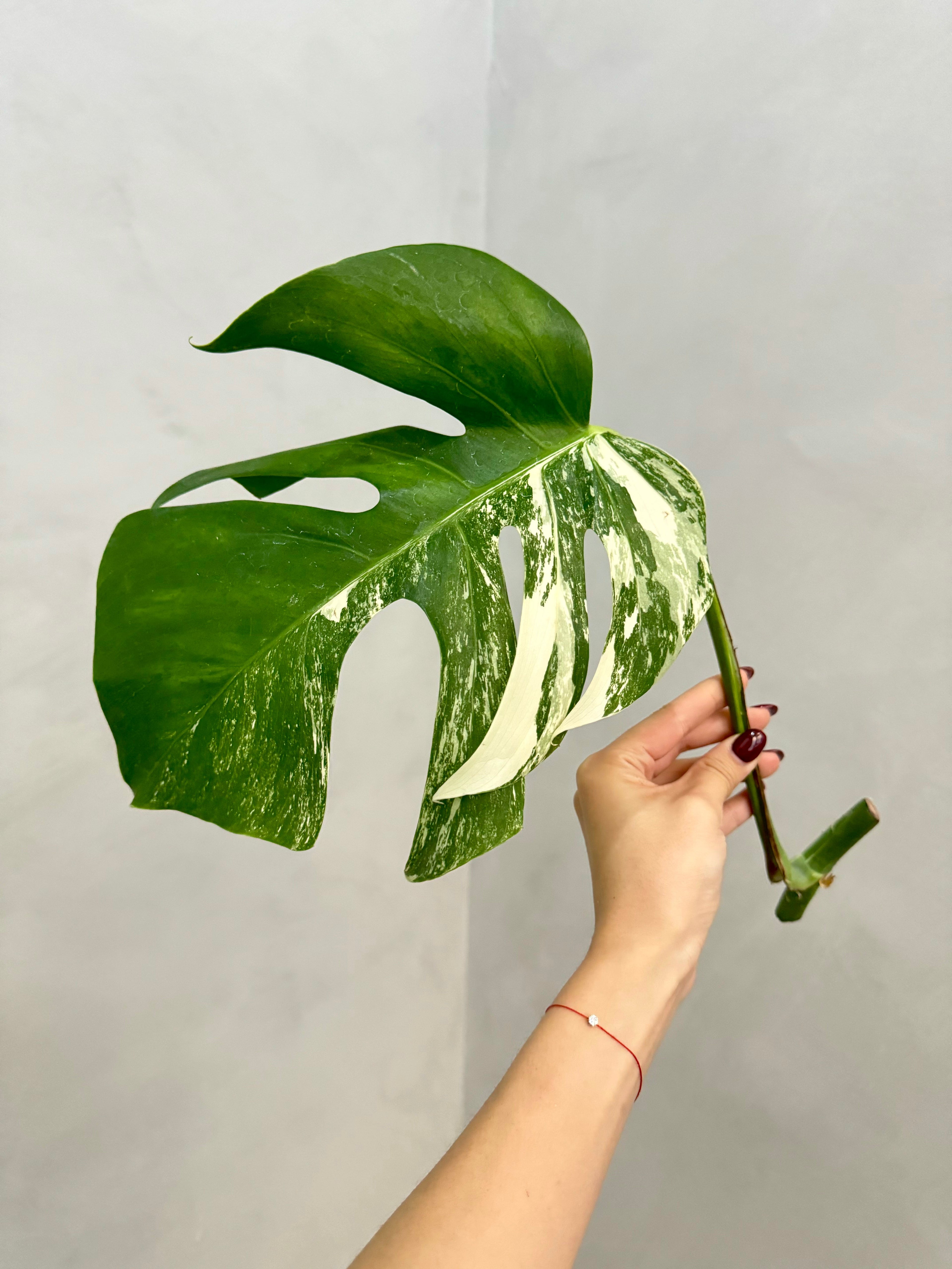 Monstera Albo Borsigiana Variegata Cutting (Grower’s Choice)