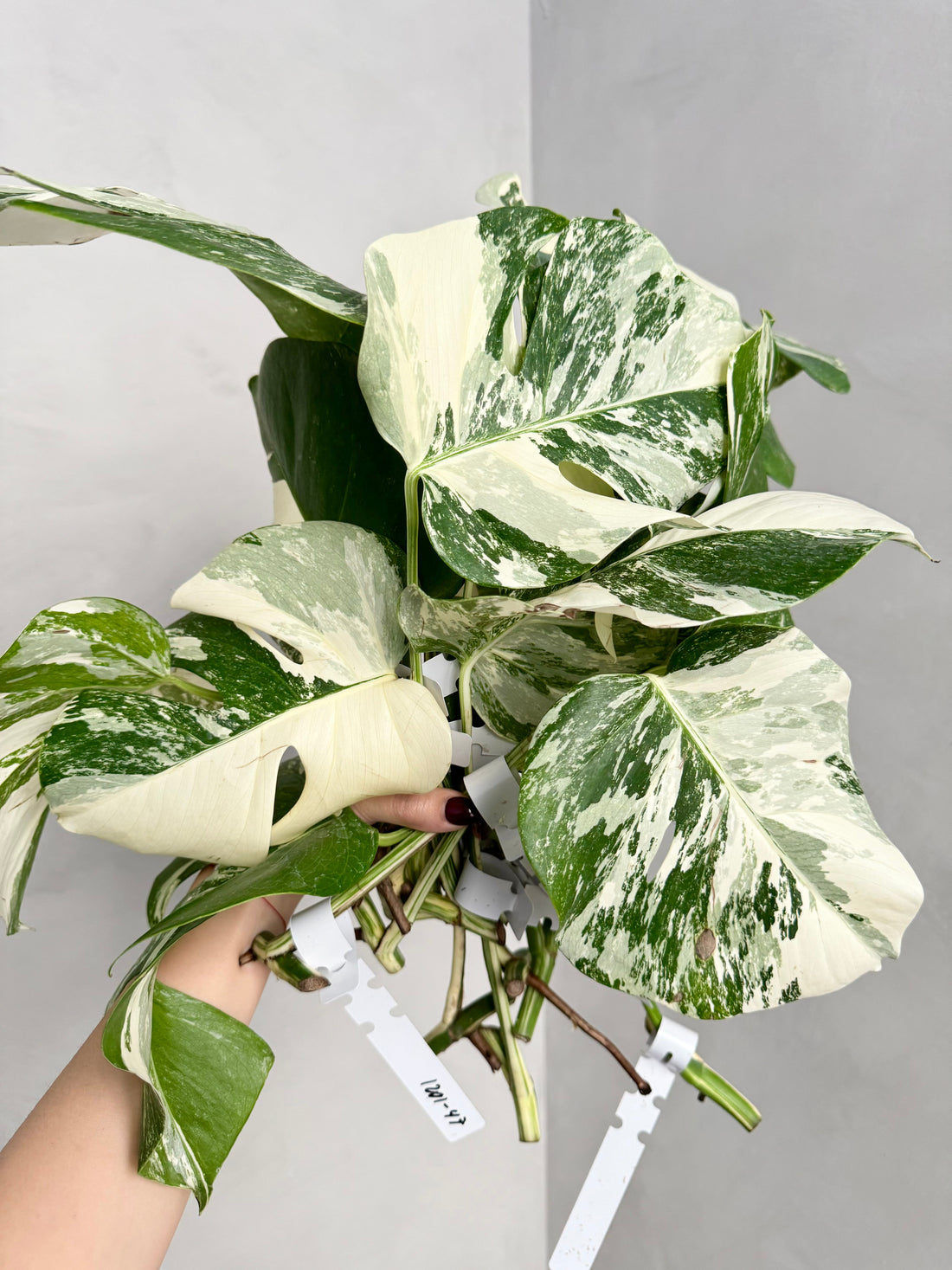 Monstera Albo Borsigiana Variegata Cutting (Grower’s Choice)