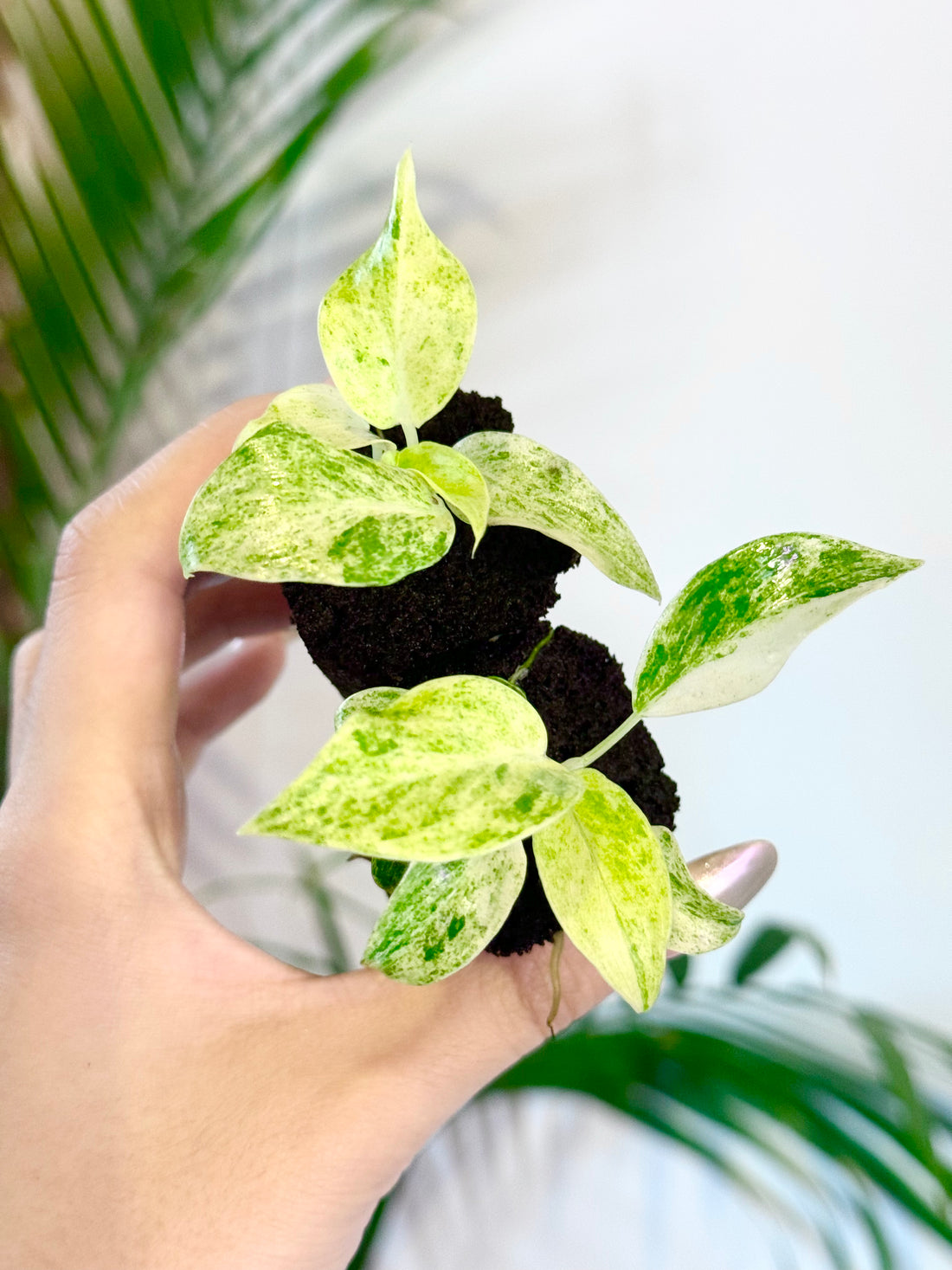 Philodendron Giganteum Blizzard Variegated Starter Plant