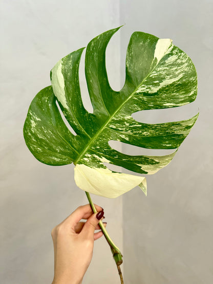 Monstera Albo Borsigiana Variegata Cutting (Grower’s Choice)