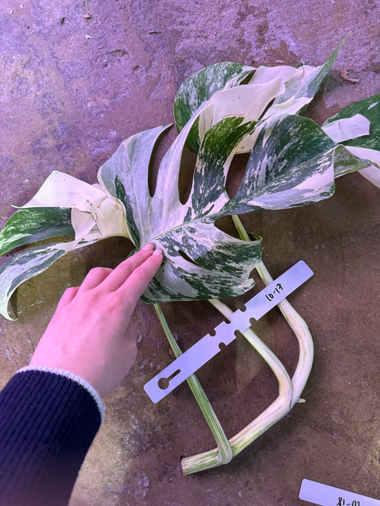 Monstera Albo with water root 