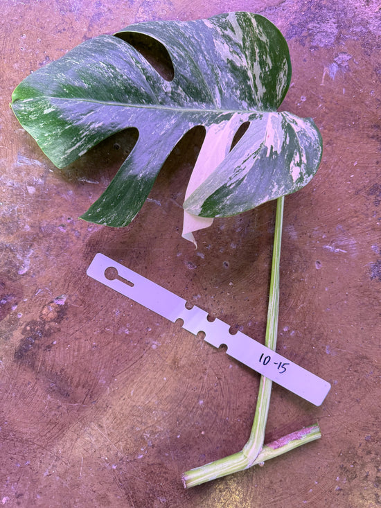 Monstera Albo with water root 