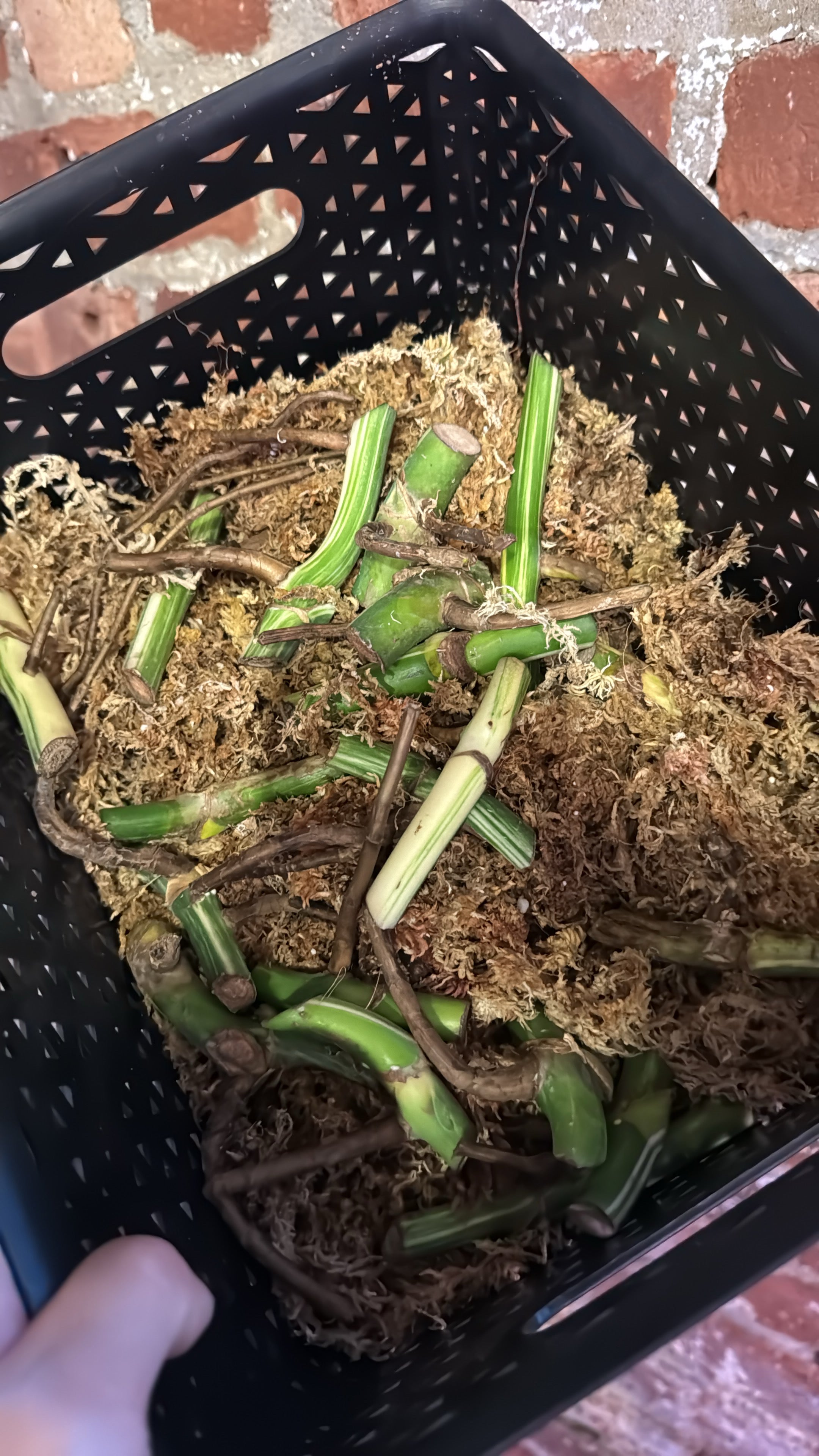 Monstera Albo Borsigiana Variegata Node