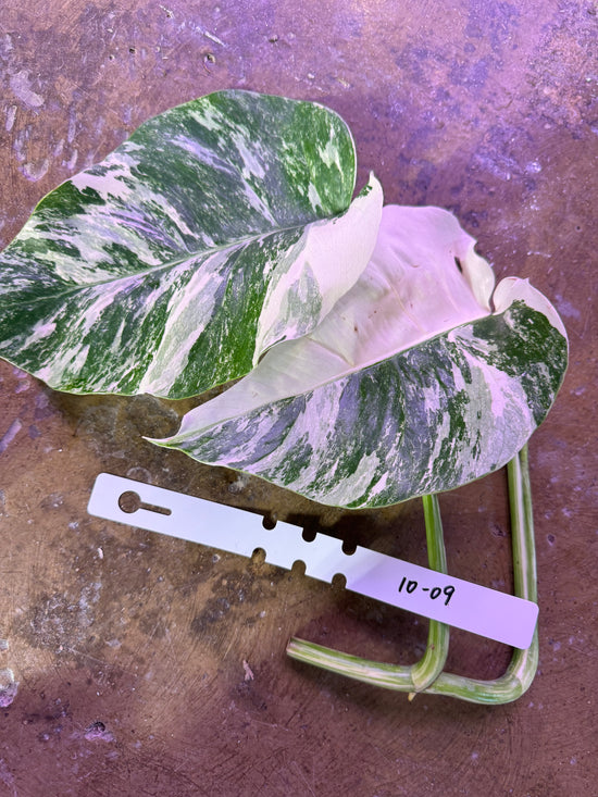 Monstera Albo with water root 