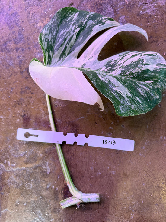 Monstera Albo with water root 