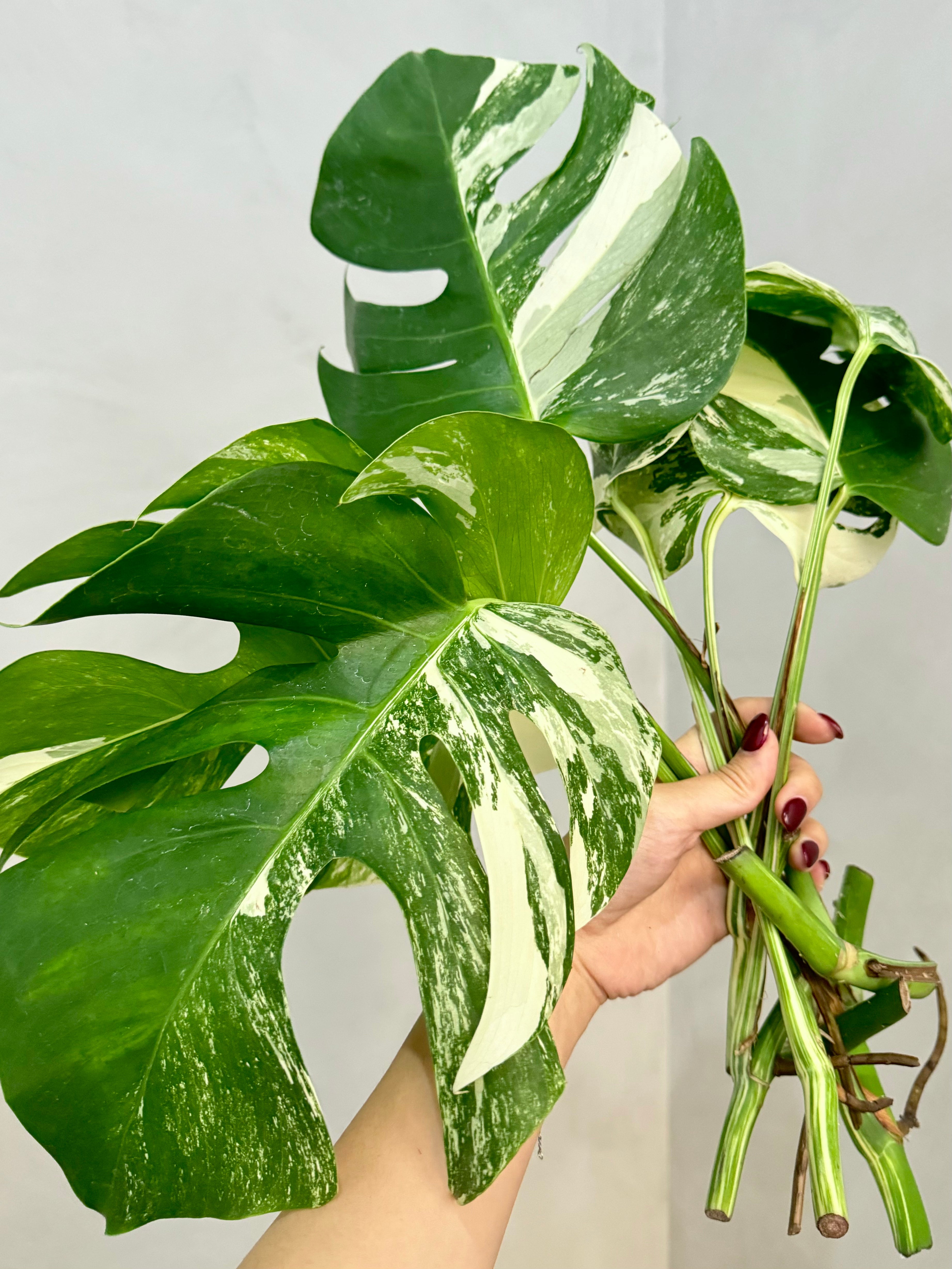 Monstera Albo Borsigiana Variegata Cutting (Grower’s Choice)