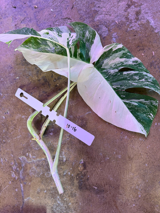 Monstera Albo with water root 