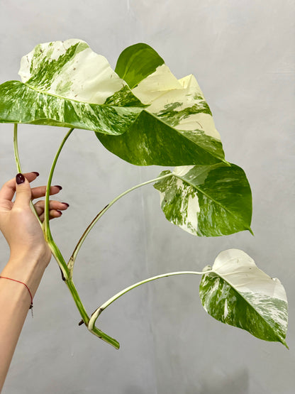 Monstera Albo Borsigiana Variegata 3-4-Leaf Cutting (Grower’s Choice)