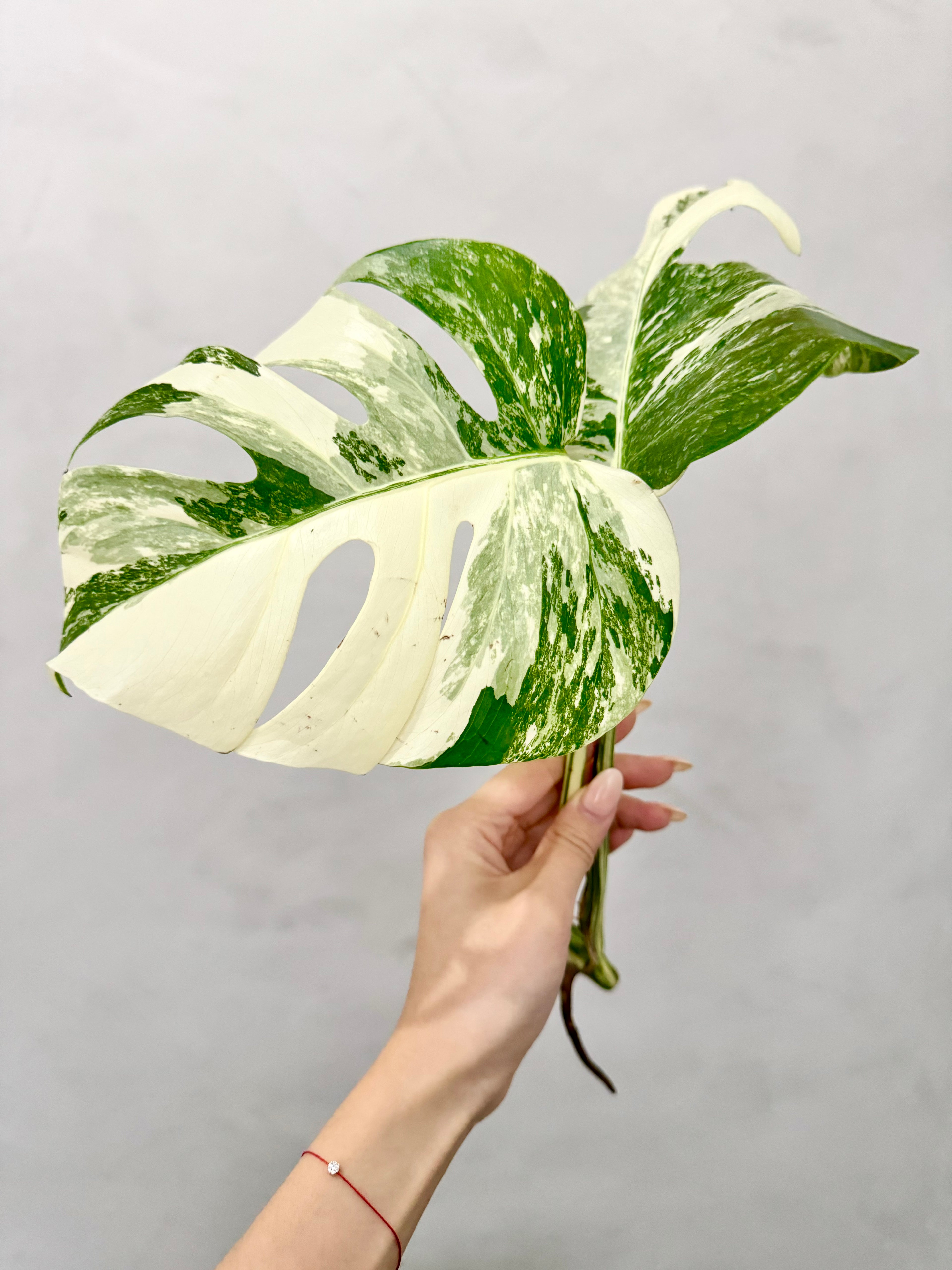 Monstera Albo Borsigiana Variegata Top Cutting (Grower’s Choice)