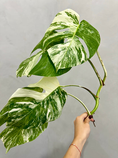 Monstera Albo Borsigiana Variegata 3-4-Leaf Cutting (Grower’s Choice)