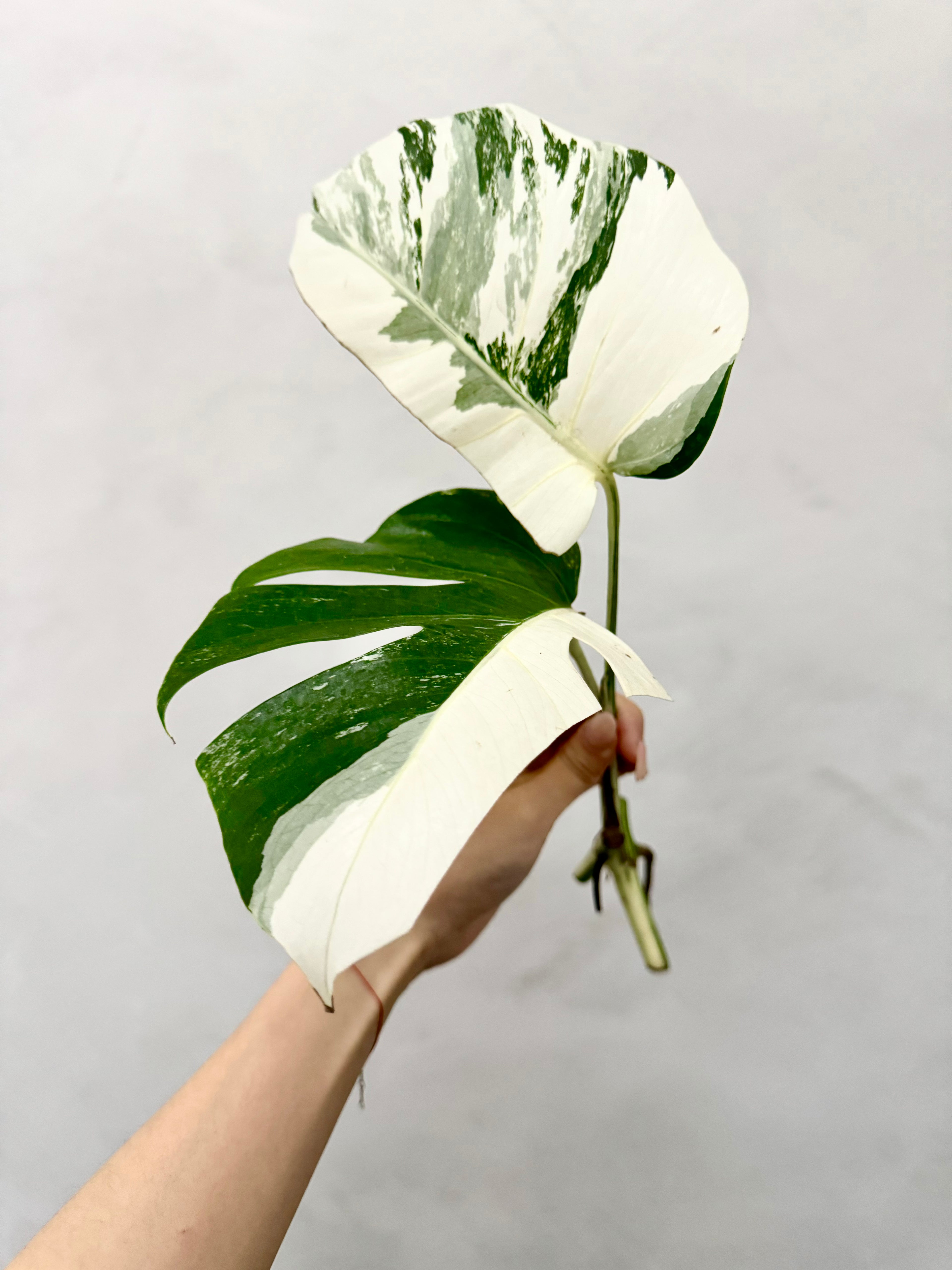 Monstera Albo Borsigiana Variegata B Grade (Grower’s Choice)