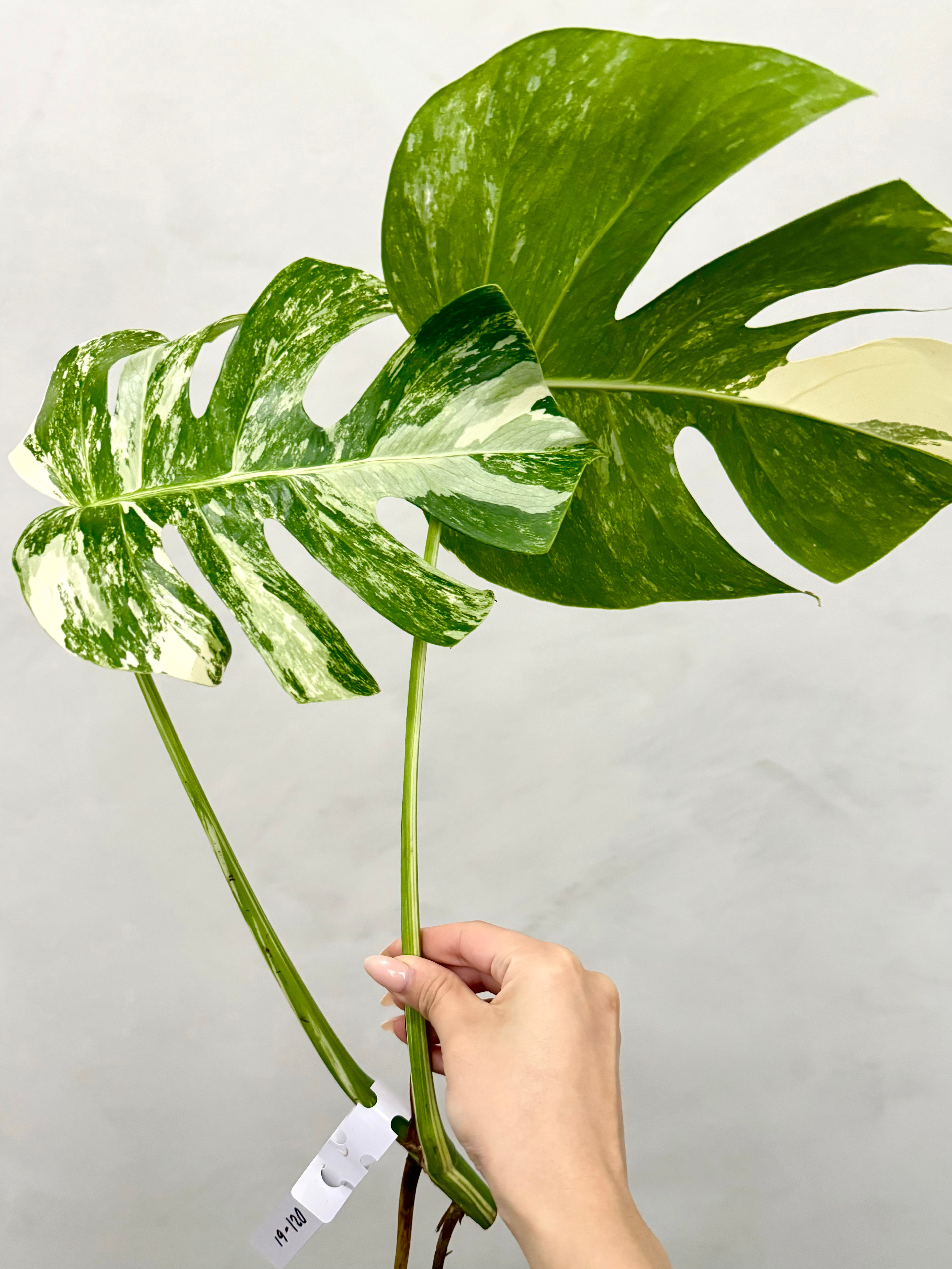 Monstera Albo Borsigiana Variegata Top Cutting (Grower’s Choice)