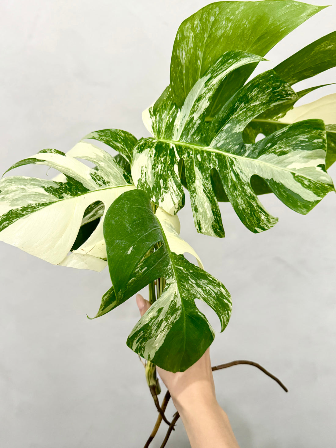 Monstera Albo Borsigiana Variegata Top Cutting (Grower’s Choice)