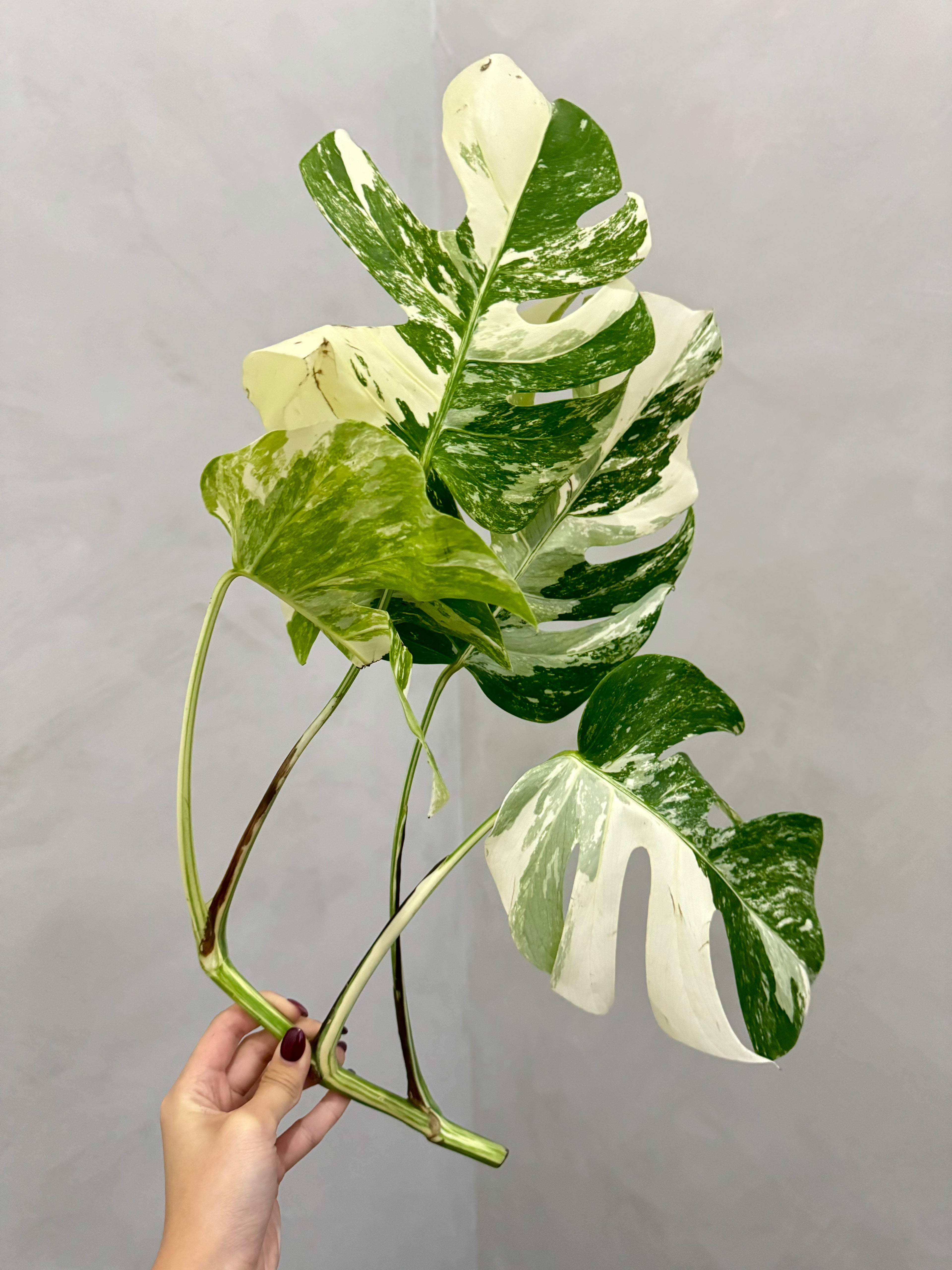 Monstera Albo Borsigiana Variegata 3-4-Leaf Cutting (Grower’s Choice)