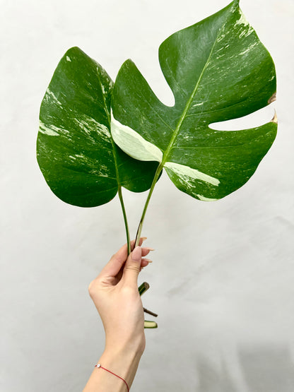 Monstera Albo Borsigiana Variegata B Grade (Grower’s Choice)