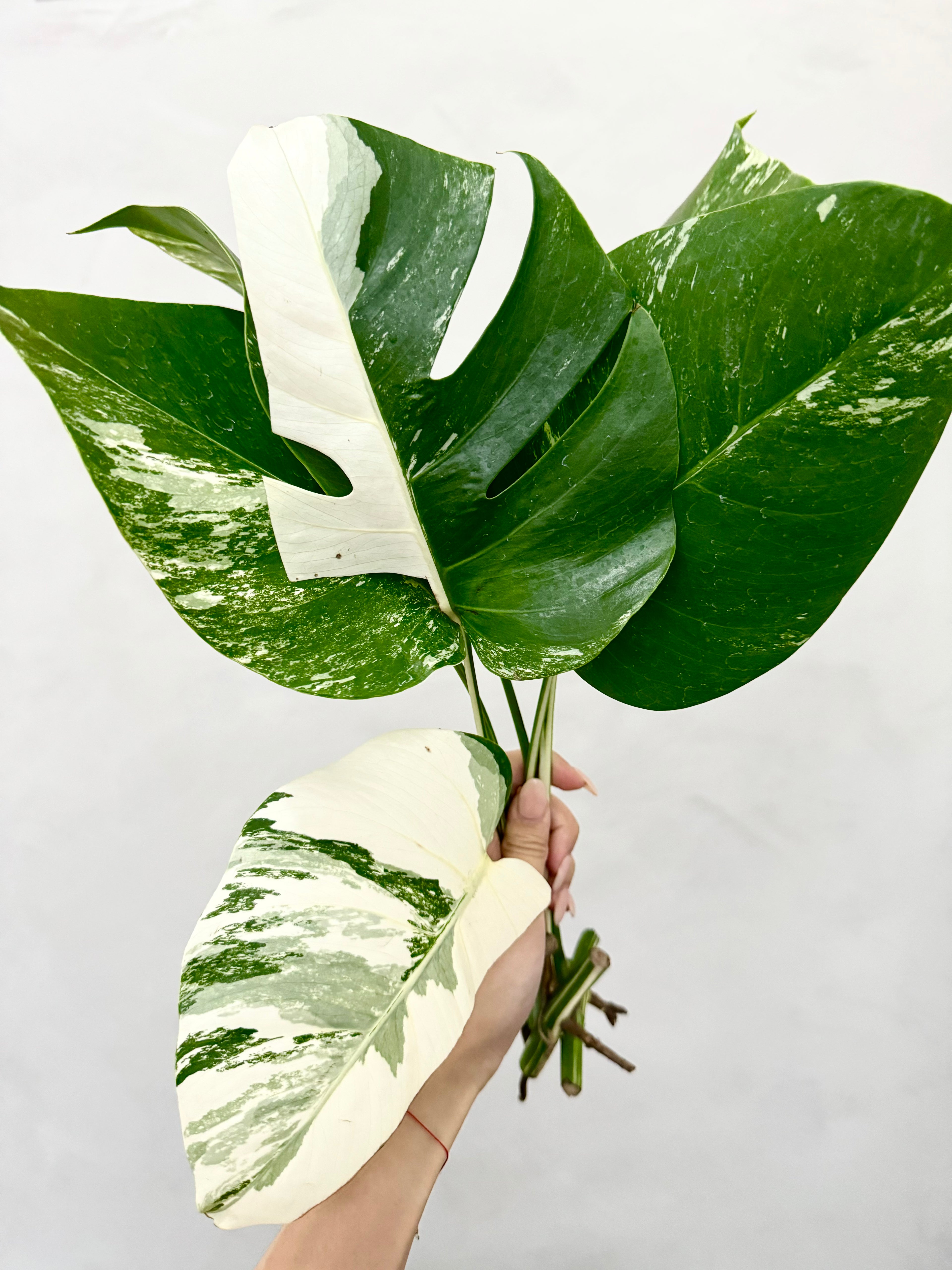 Monstera Albo Borsigiana Variegata B Grade (Grower’s Choice)