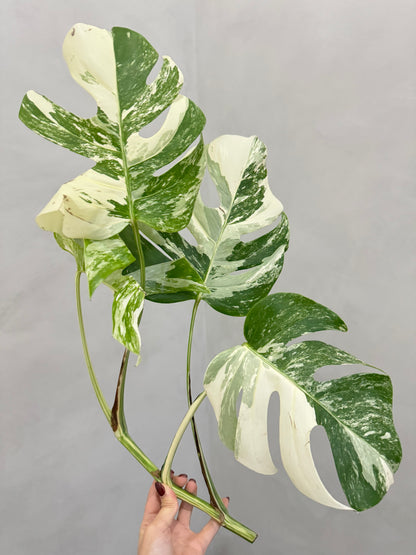 Monstera Albo Borsigiana Variegata 3-4-Leaf Cutting (Grower’s Choice)