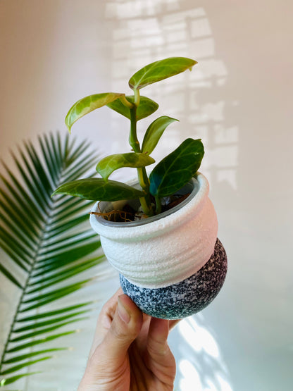 White Ceramic Planter with Drainage 