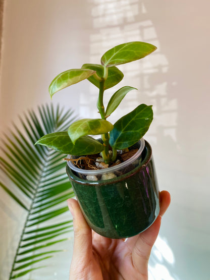 Dark Green Ceramic Planter with Drainage 