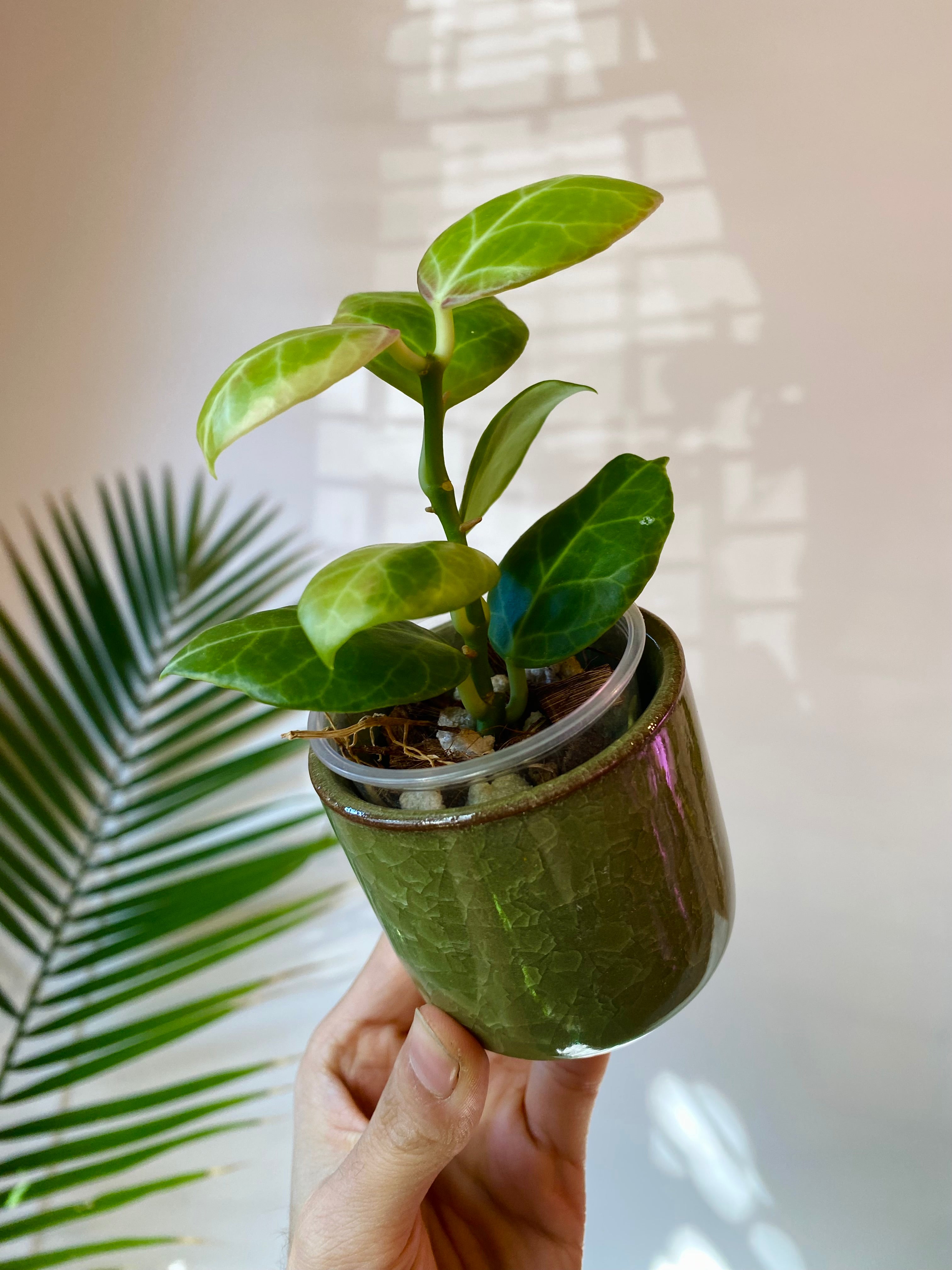 Yellow-Green Ceramic Planter with Drainage 