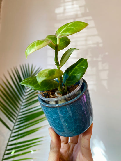 Light Blue Ceramic Planter with Drainage 