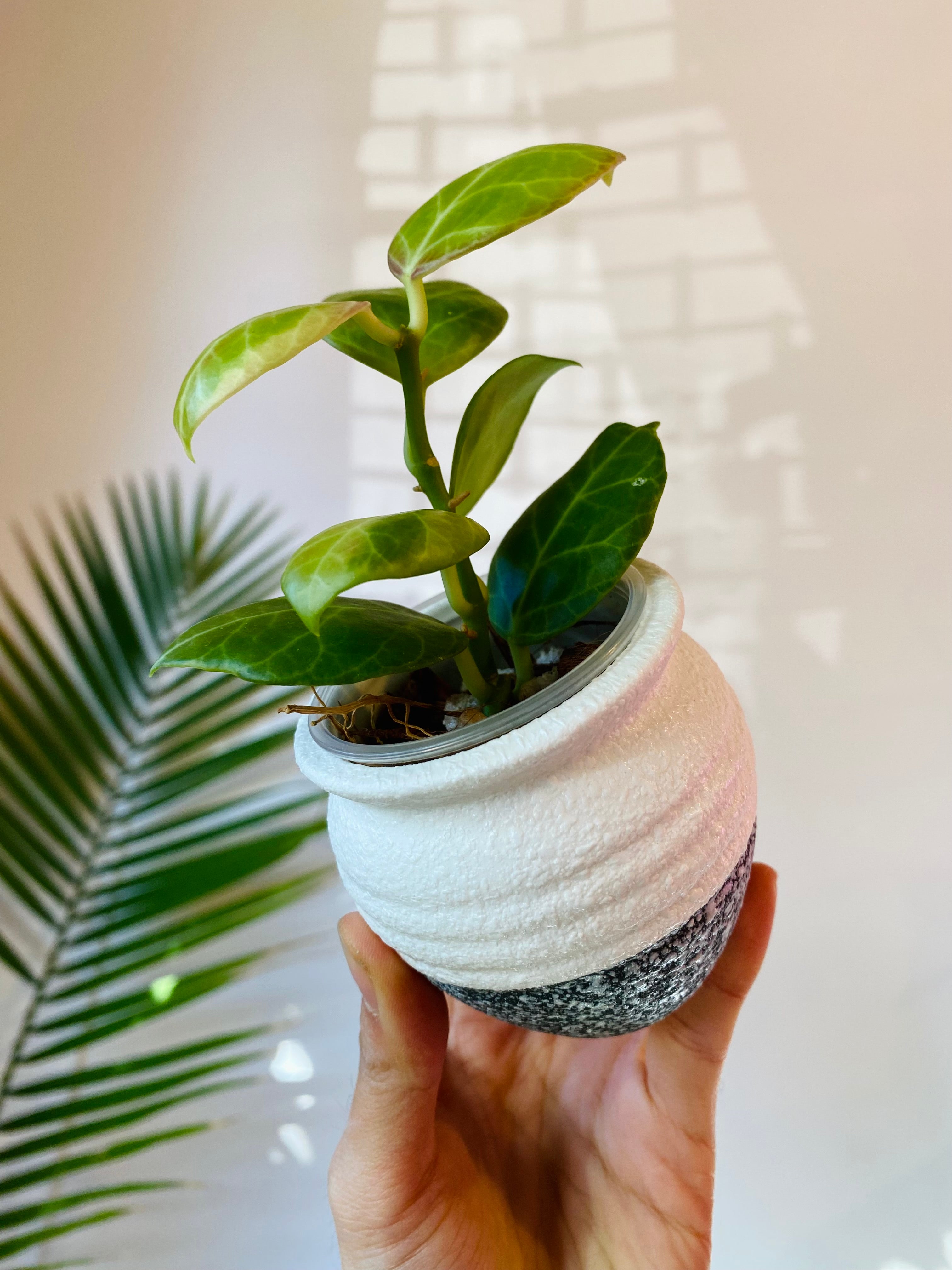 White Ceramic Planter with Drainage 