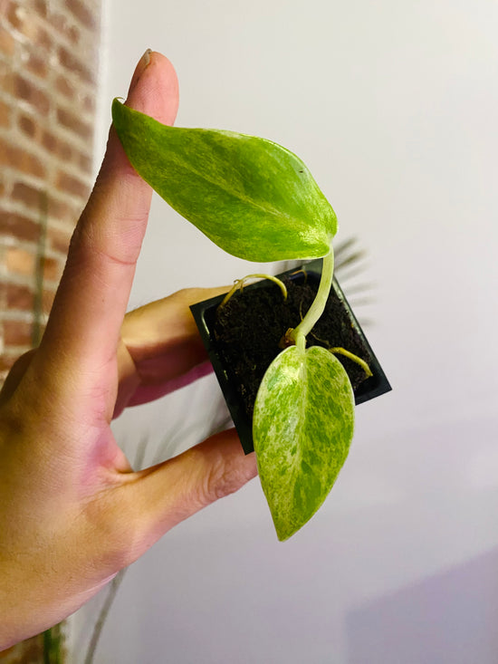 Philodendron Giganteum Blizzard 10-66