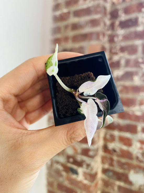 Alocasia Bambino Variegated 