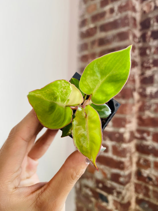 Philodendron Billietiae Variegated 