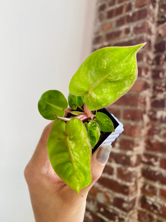 Philodendron Billietiae Variegated 