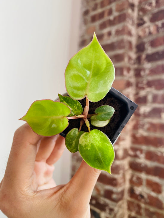 Philodendron Billietiae Variegated 