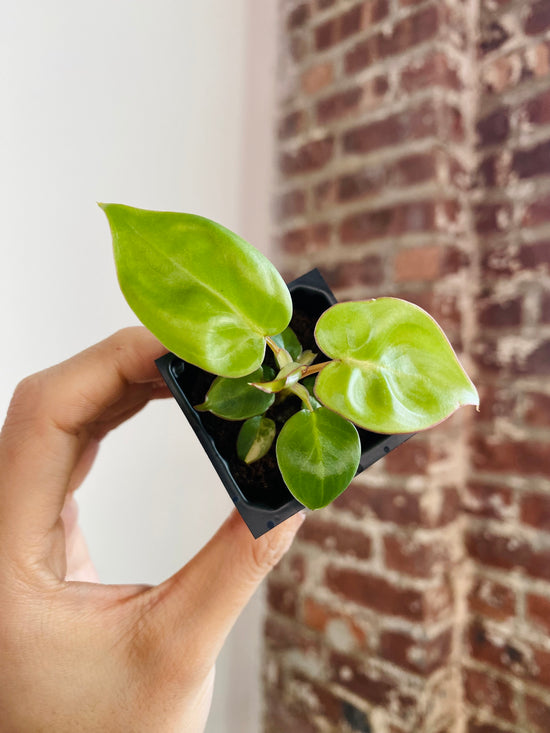 Philodendron Billietiae Variegated 