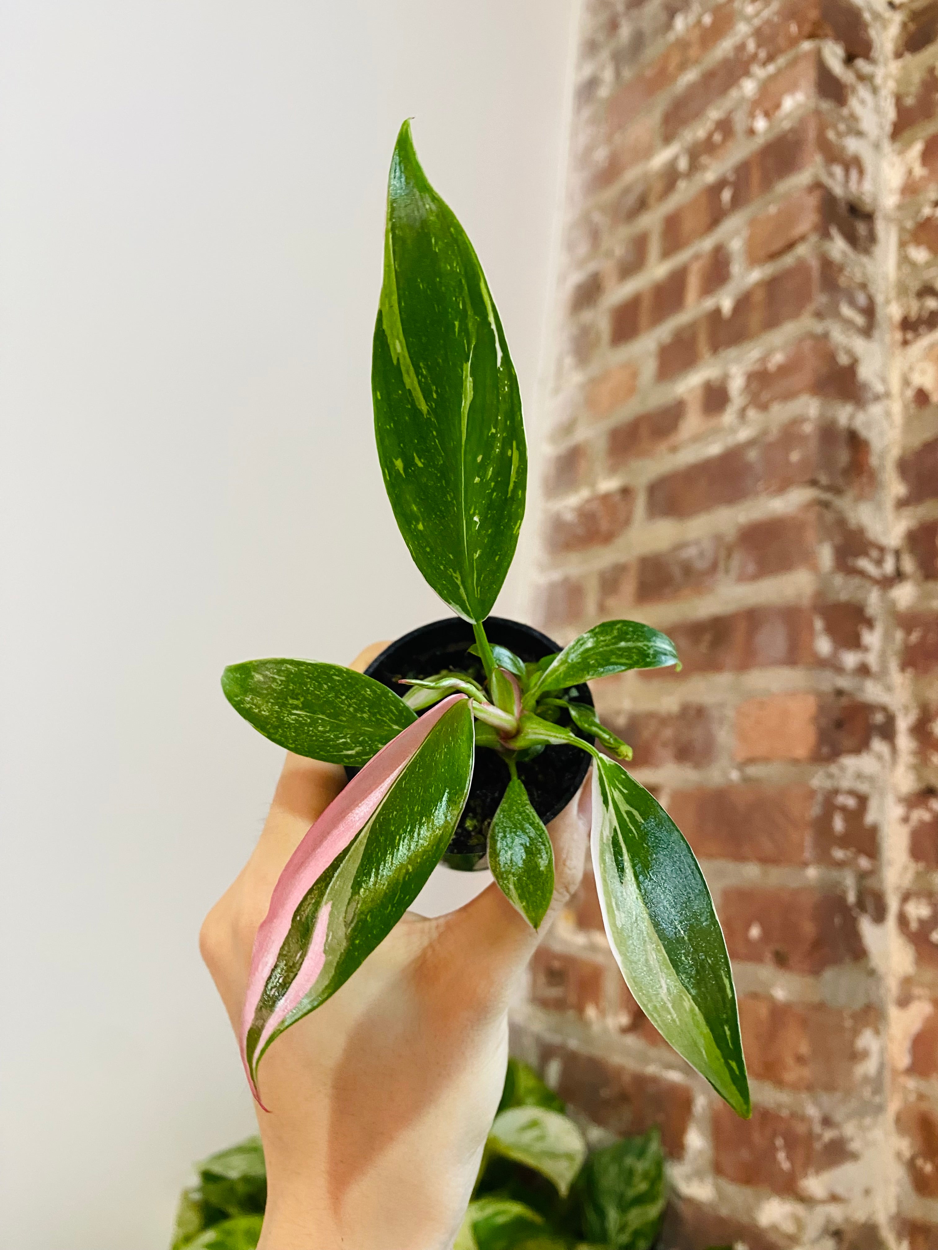 Philodendron White Princess Pink Variegated 