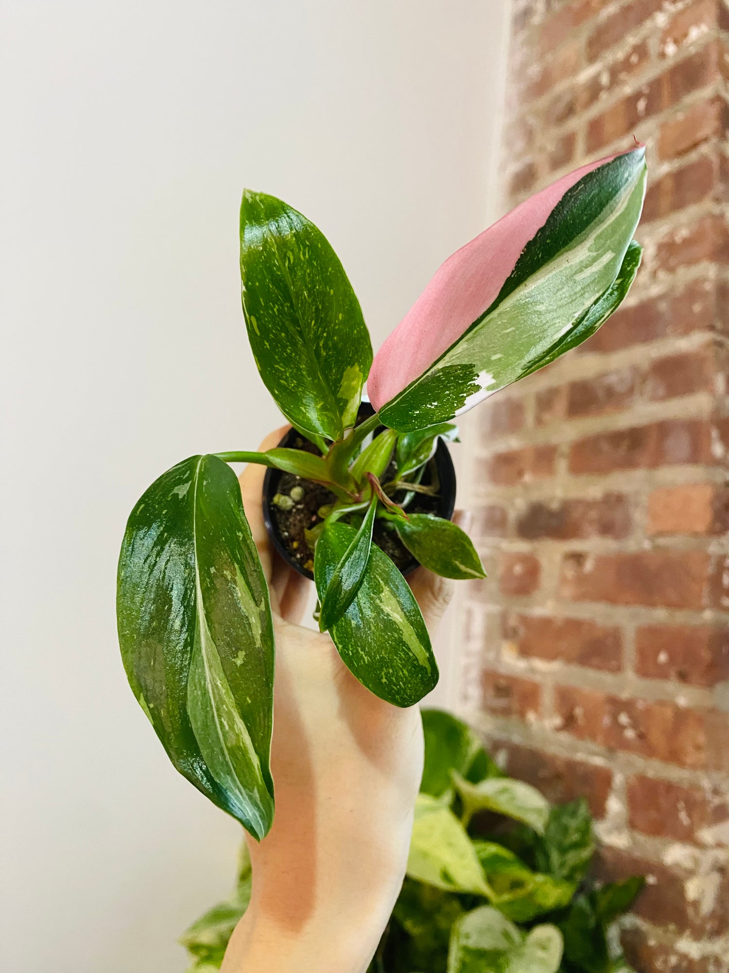 Philodendron White Princess Pink Variegated 