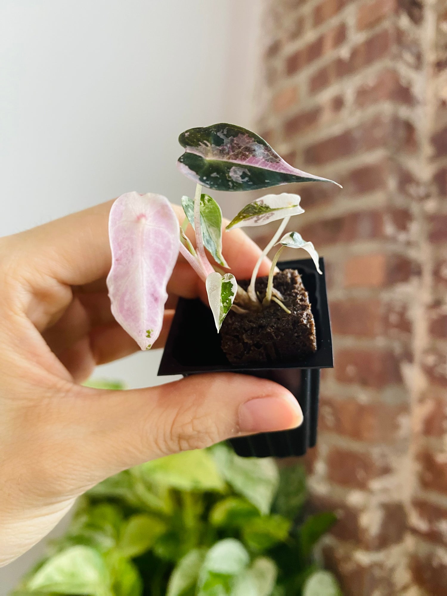 Alocasia Bambino Pink Variegated 