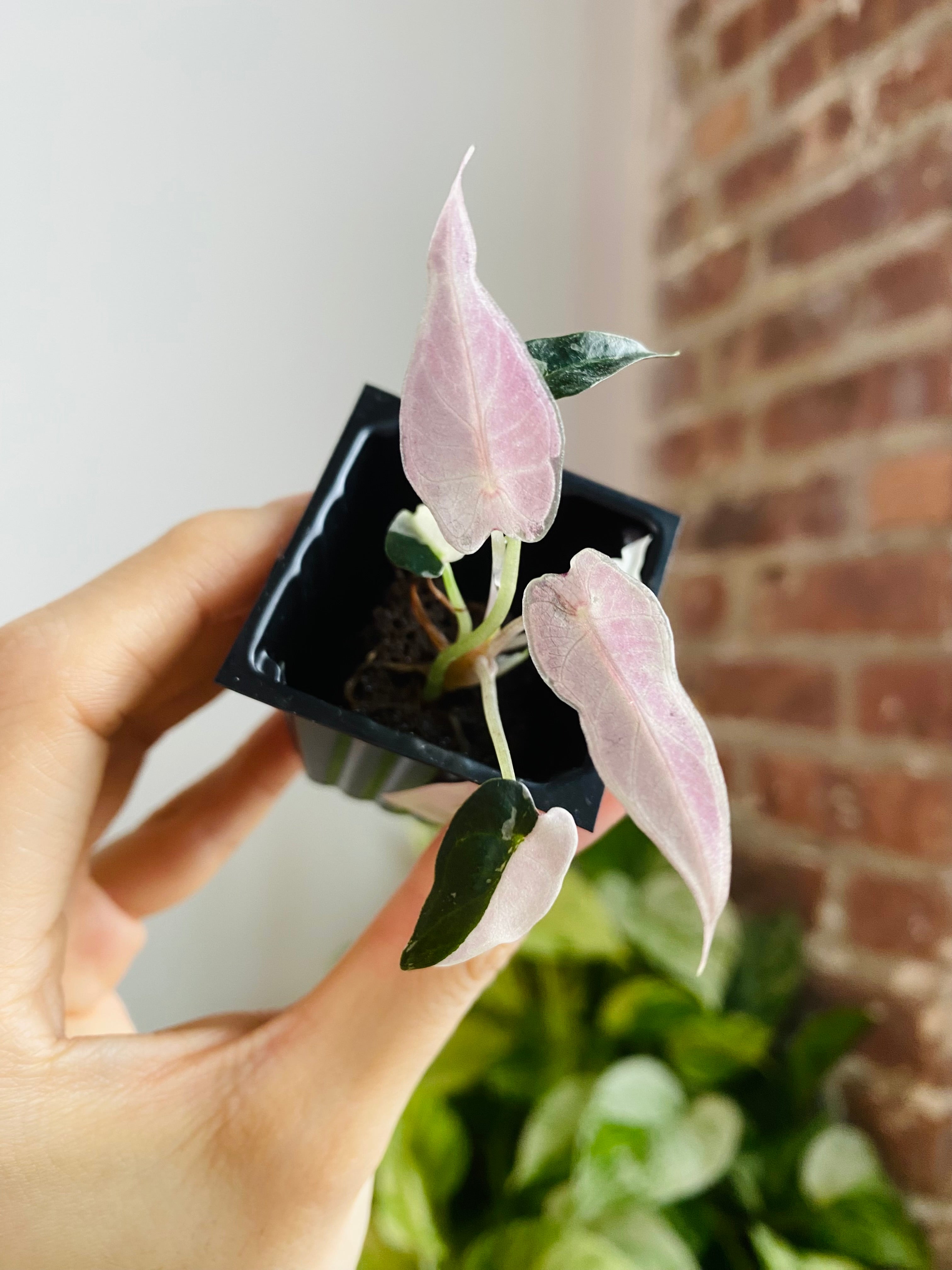 Alocasia Bambino Pink Variegated 