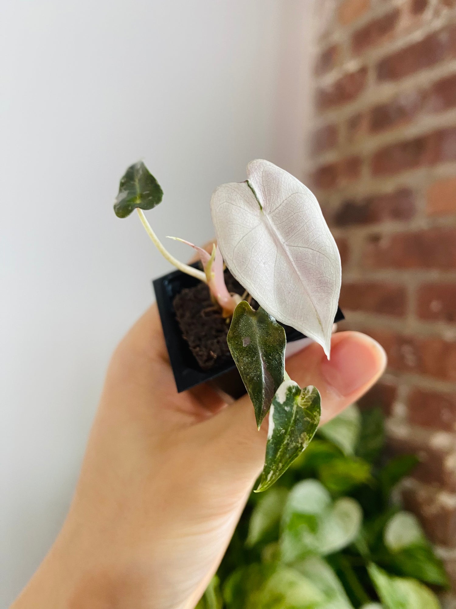 Alocasia Bambino Pink Variegated 