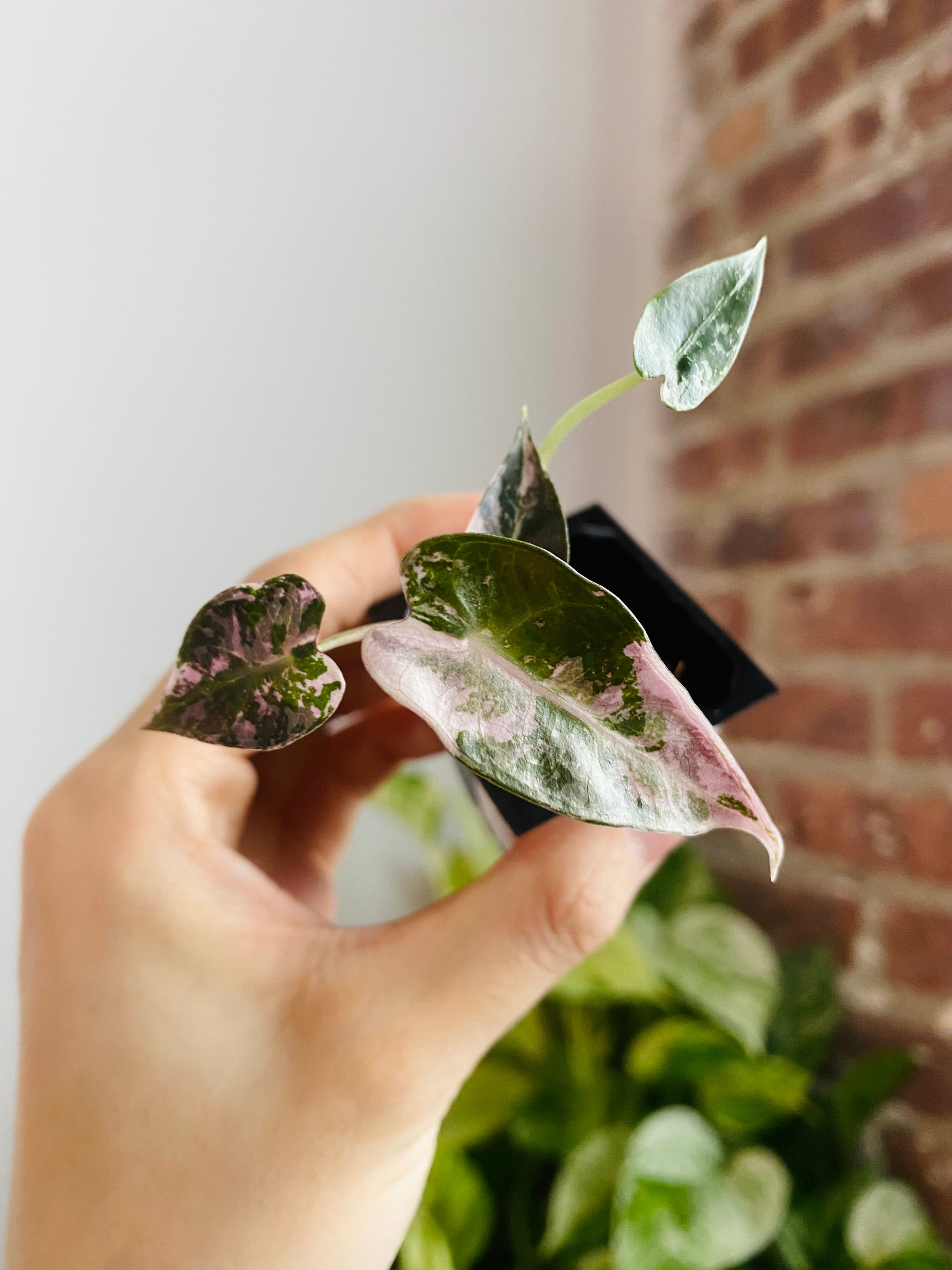 Alocasia Bambino Pink Variegated 