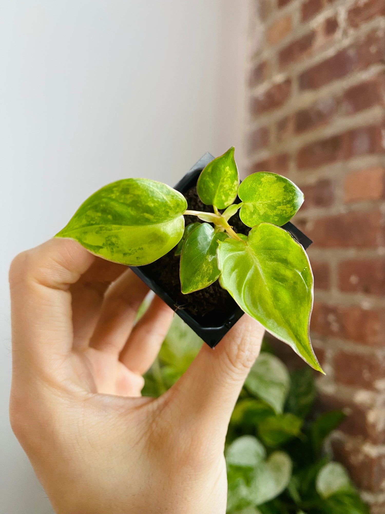 Philodendron Billietiae Variegated 