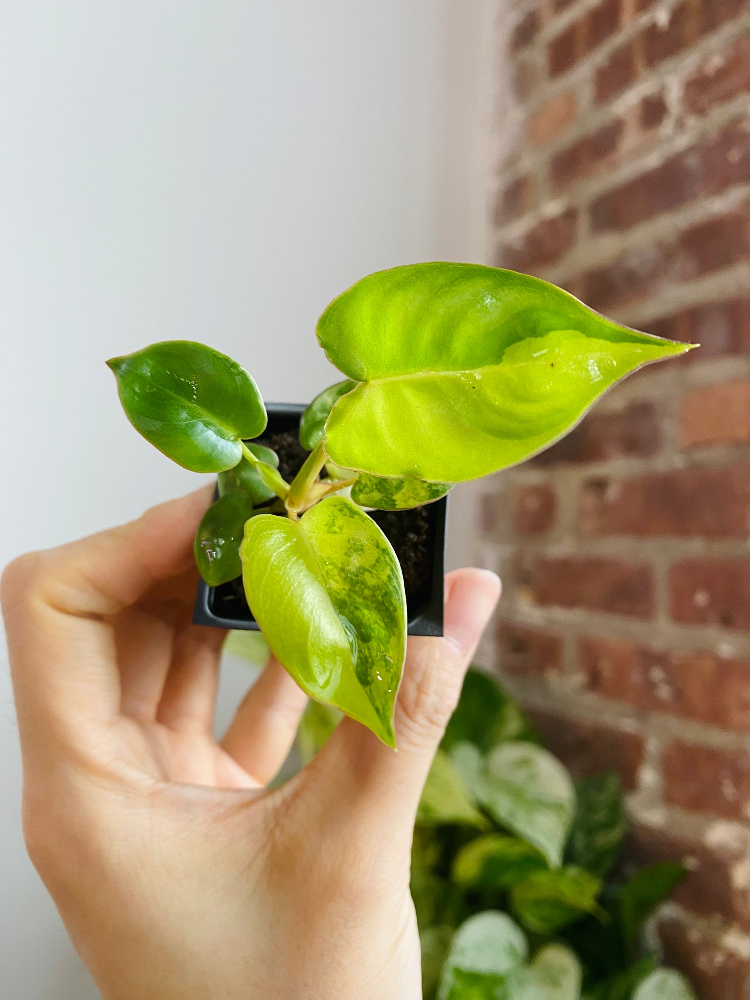 Philodendron Billietiae Variegated 