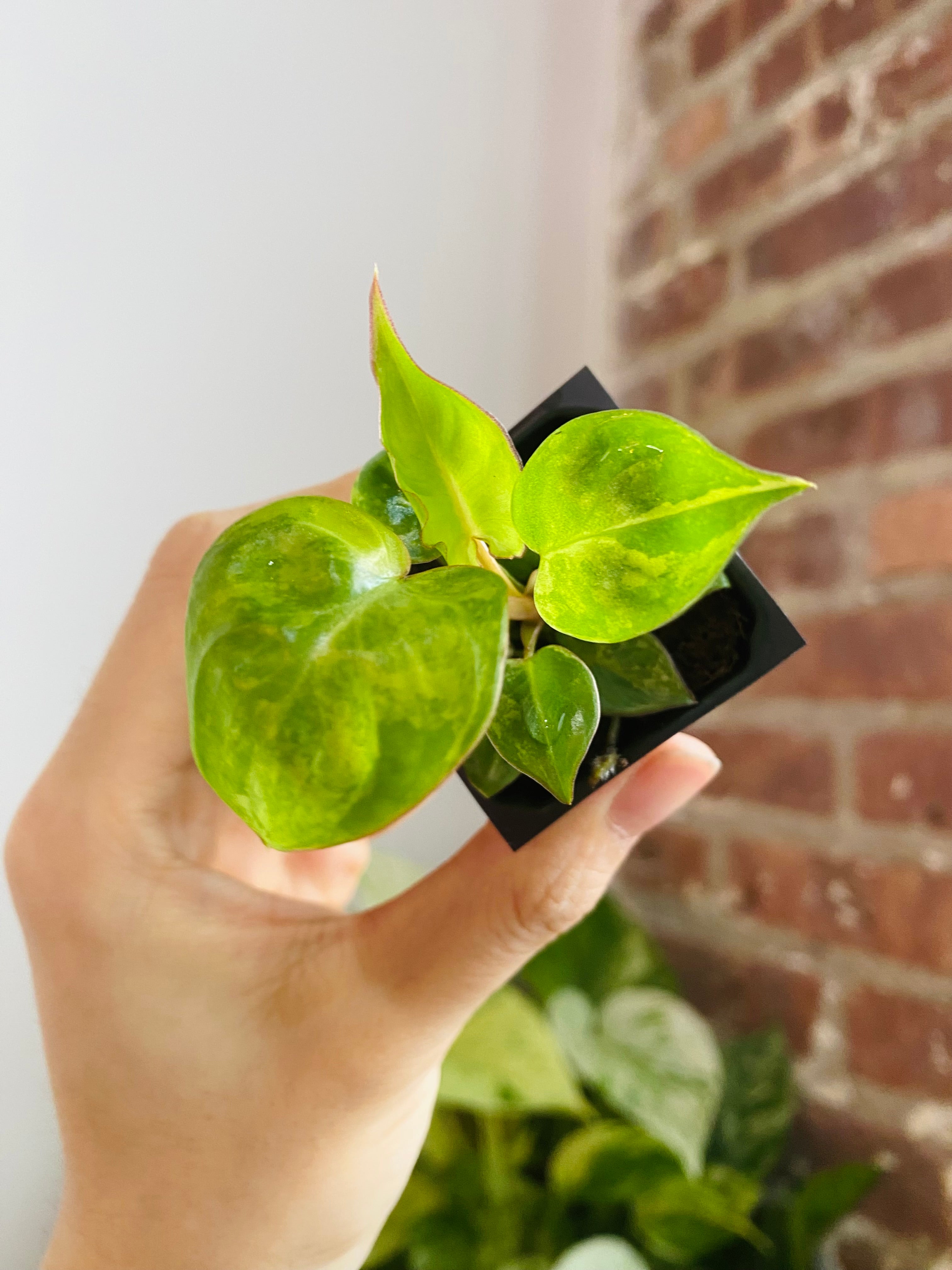 Philodendron Billietiae Variegated 