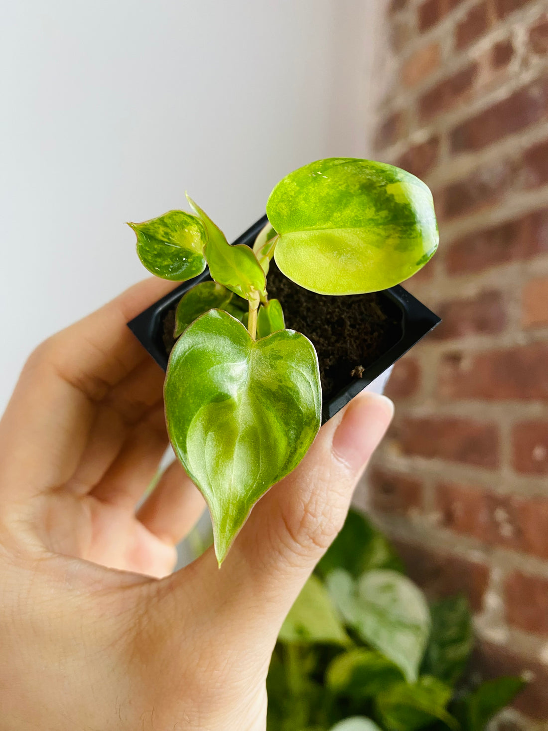 Philodendron Billietiae Variegated 