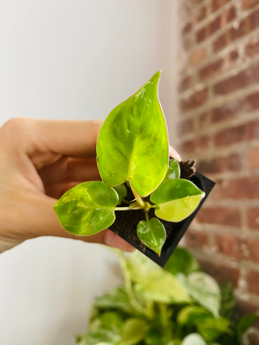 Philodendron Billietiae Variegated 